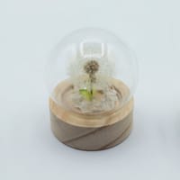 Floral Glow Garden Dome - 1 Dandilion- LED Battery